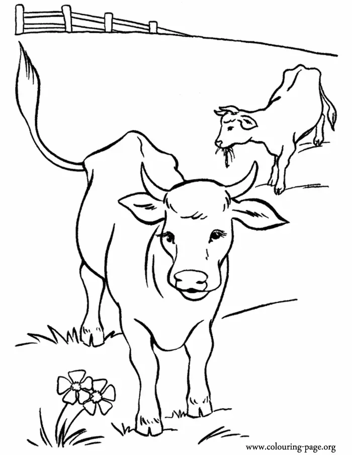 Desenhos de Cow Para Colorir 14