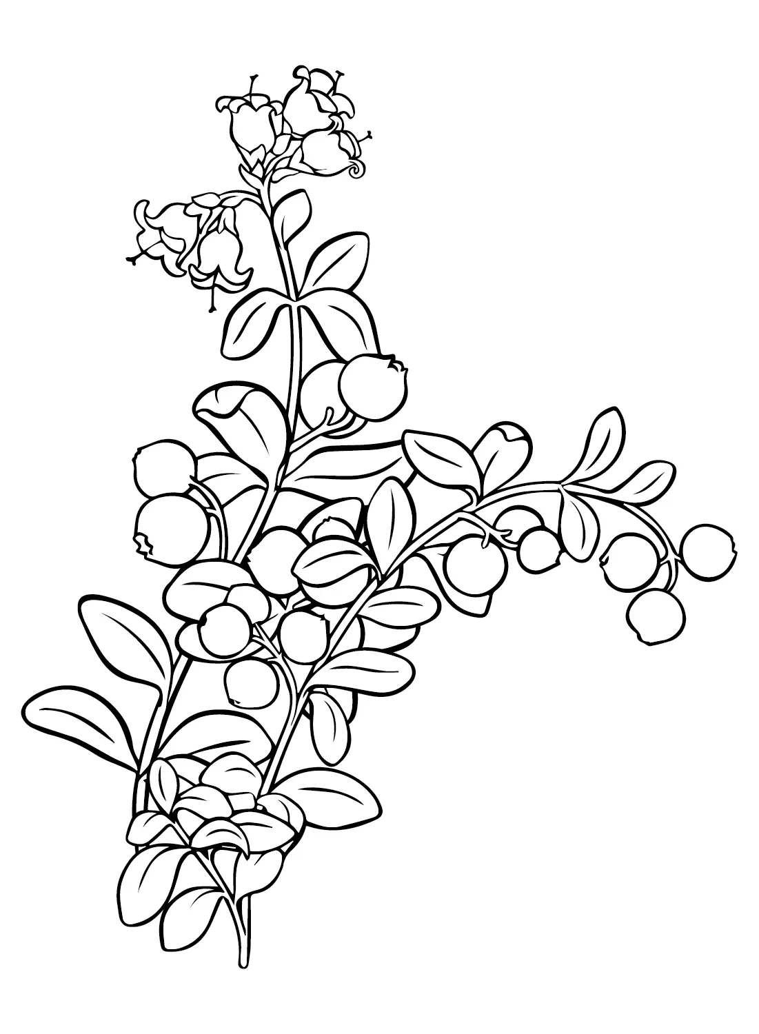 Desenhos de Oxicoco Para Colorir 11