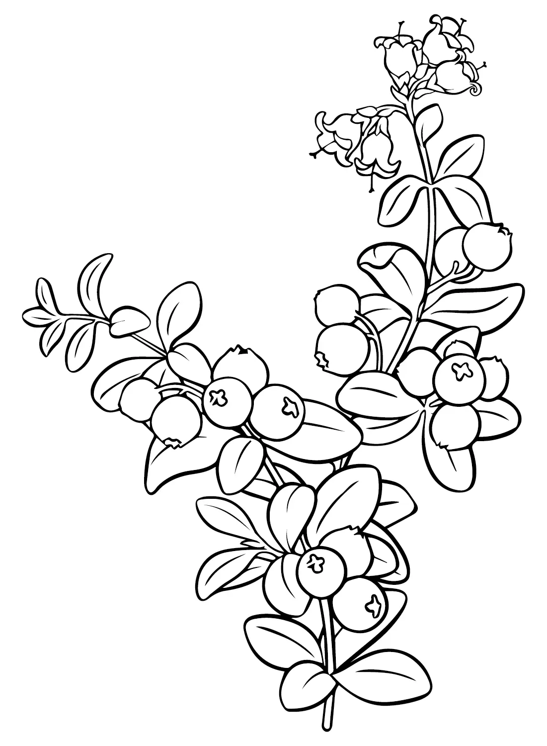 Desenhos de Oxicoco Para Colorir 18
