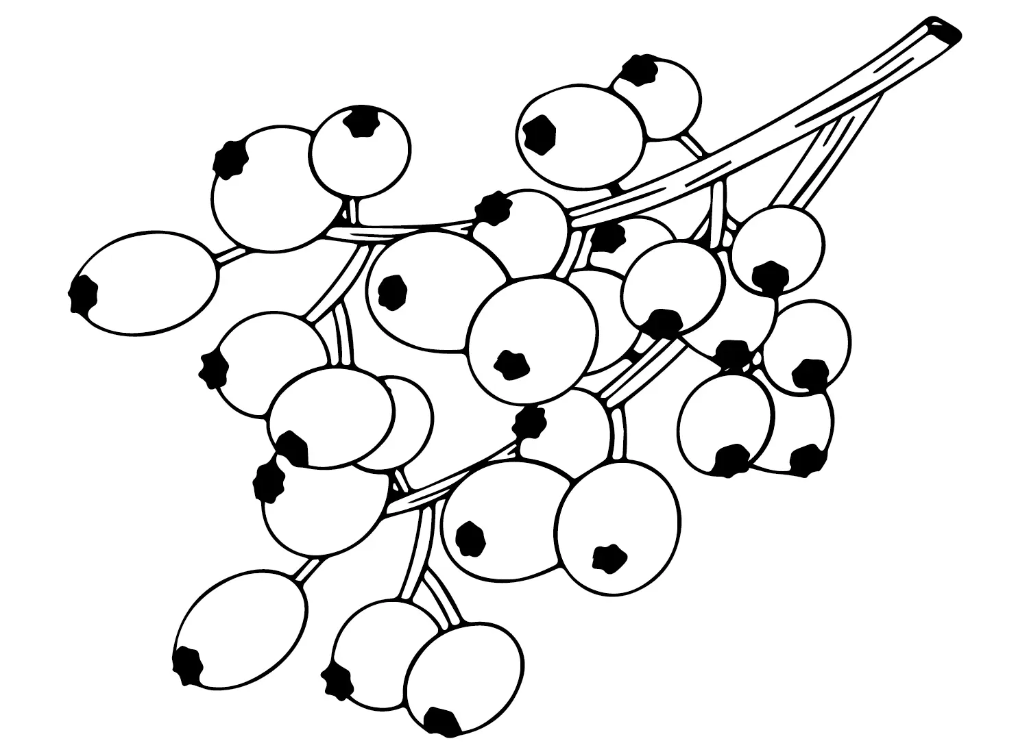 Desenhos de Oxicoco Para Colorir 6