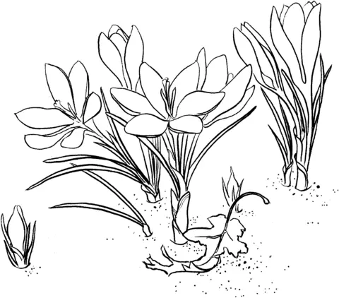 Krokusse Ausmalbilder 2