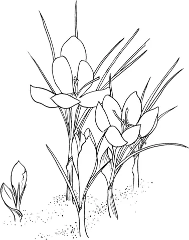 Krokusse Ausmalbilder 3
