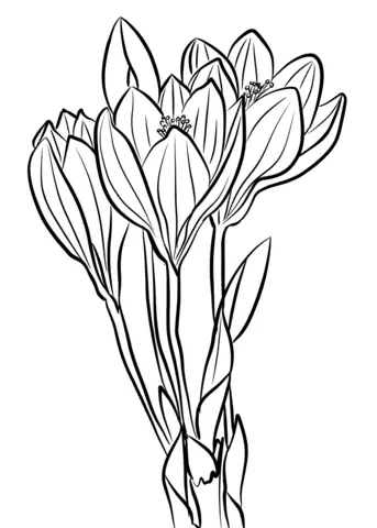Krokusse Ausmalbilder 7