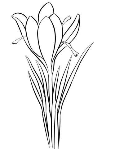 Krokusse Ausmalbilder 8