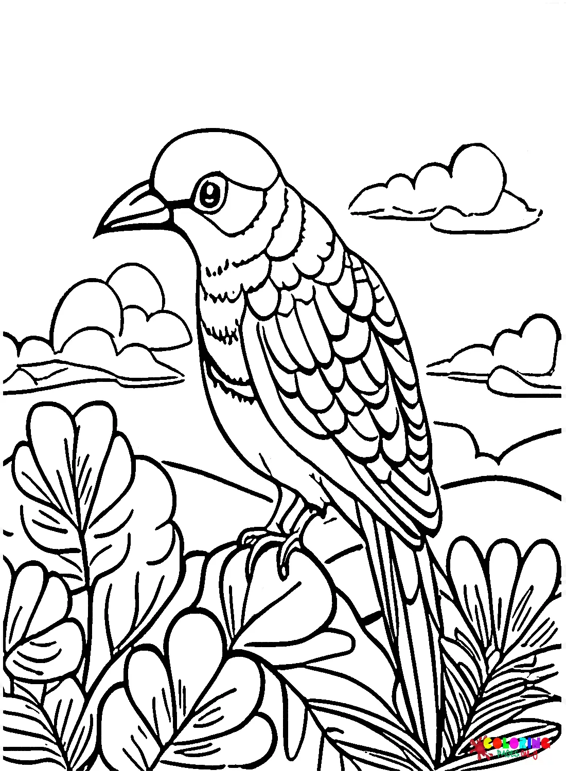Cuckoo Coloring Pages 1