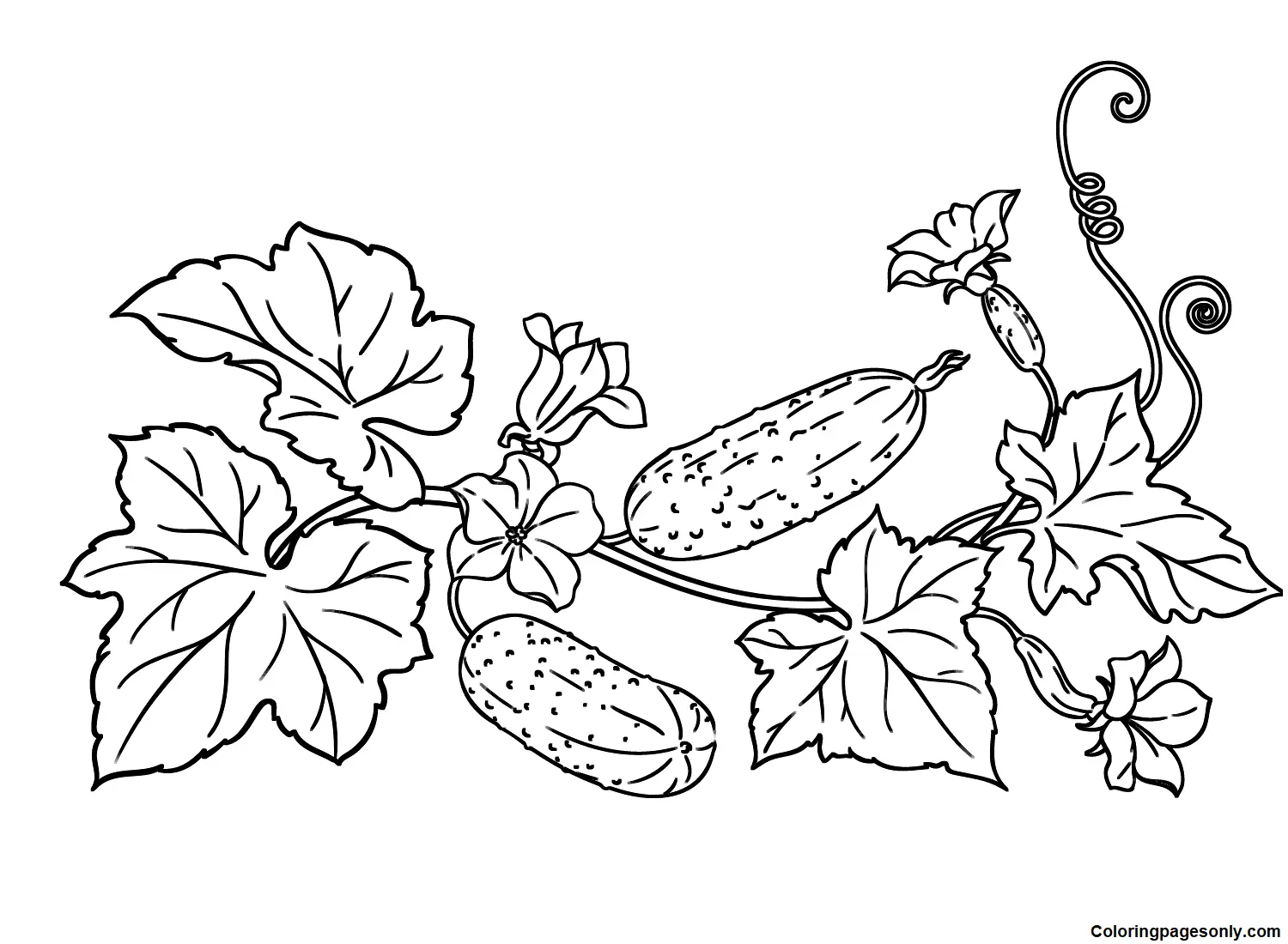 Cucumber Coloring Pages 3