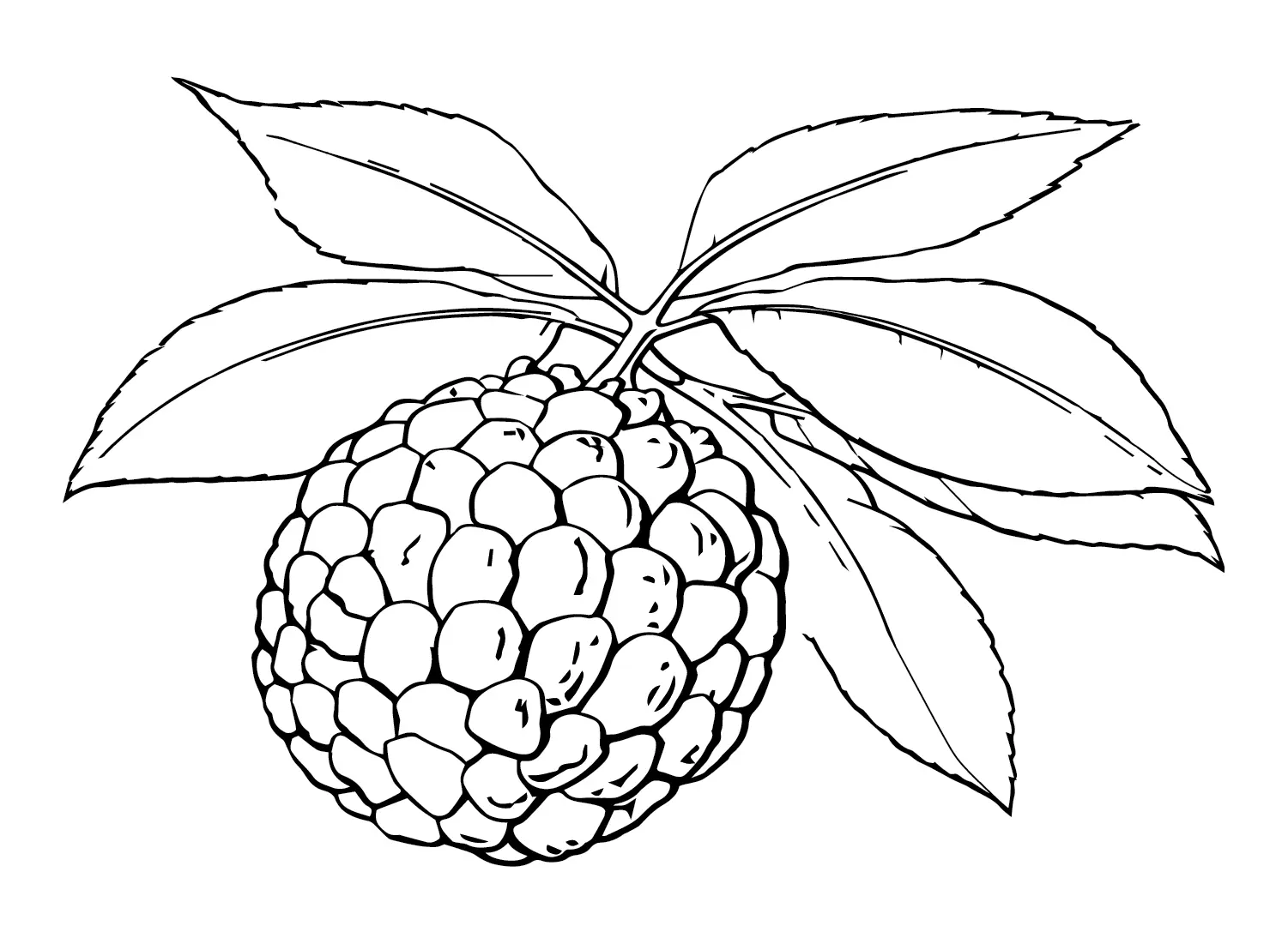 Custard Apple Coloring Pages 5