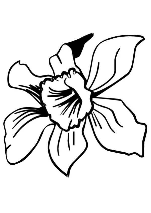 Narcisos Para Colorear 11