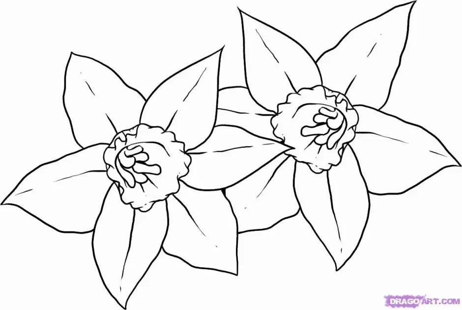 Narcisos Para Colorear 24