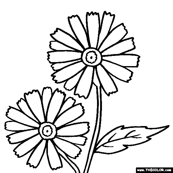Daisies Coloring Pages 16