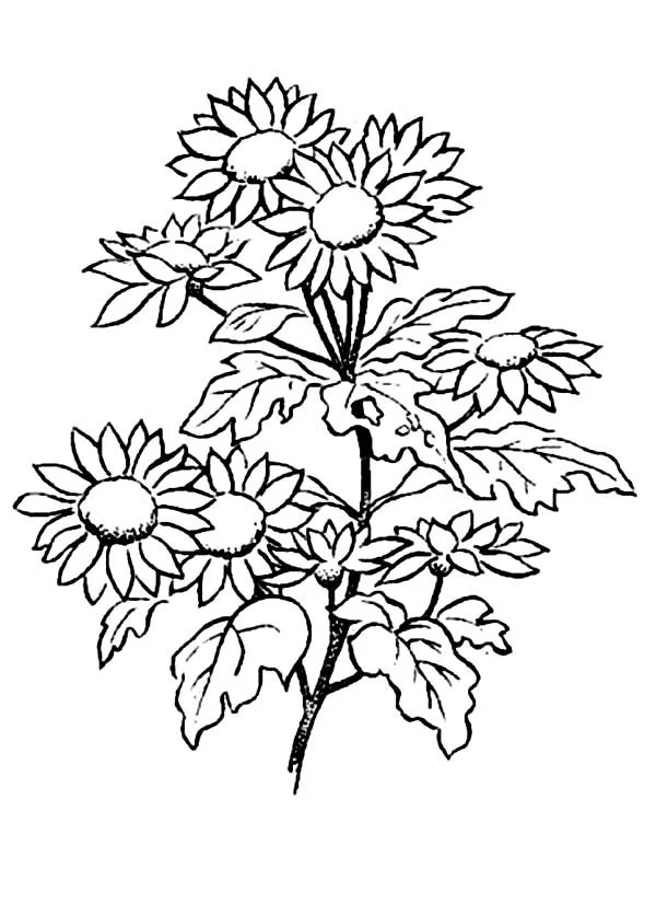 Daisies Coloring Pages 18