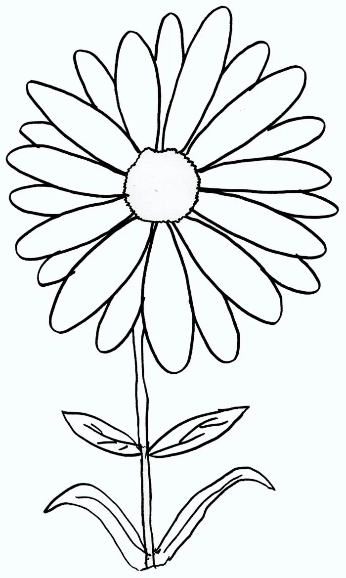 Daisies Coloring Pages 5