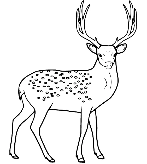 Desenhos de Veado Para Colorir 36