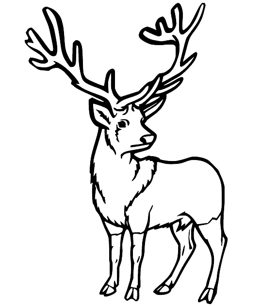 Desenhos de Veado Para Colorir 61