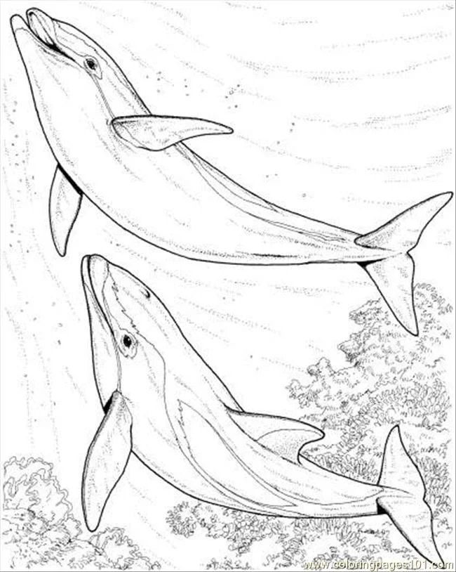 Dolphin Coloring Pages 20