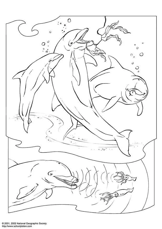 Dolphin Coloring Pages 44