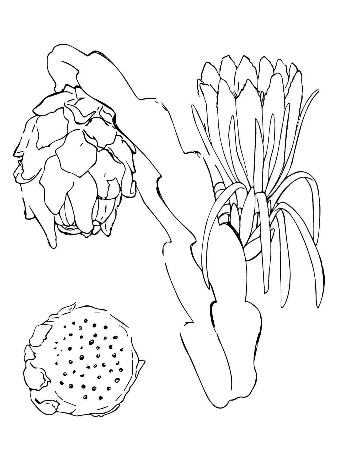 Desenhos de Pitaia Para Colorir 21