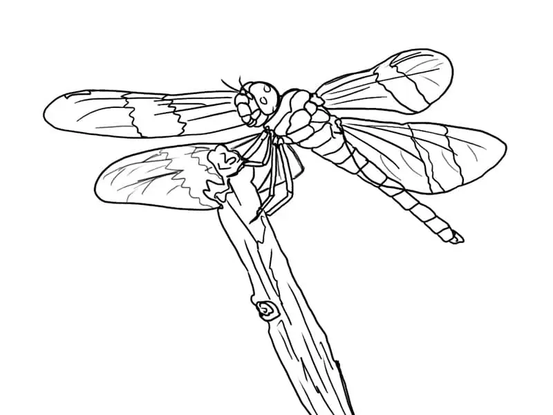 Libellen Ausmalbilder 5