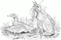 Ducks Coloring Pages 60