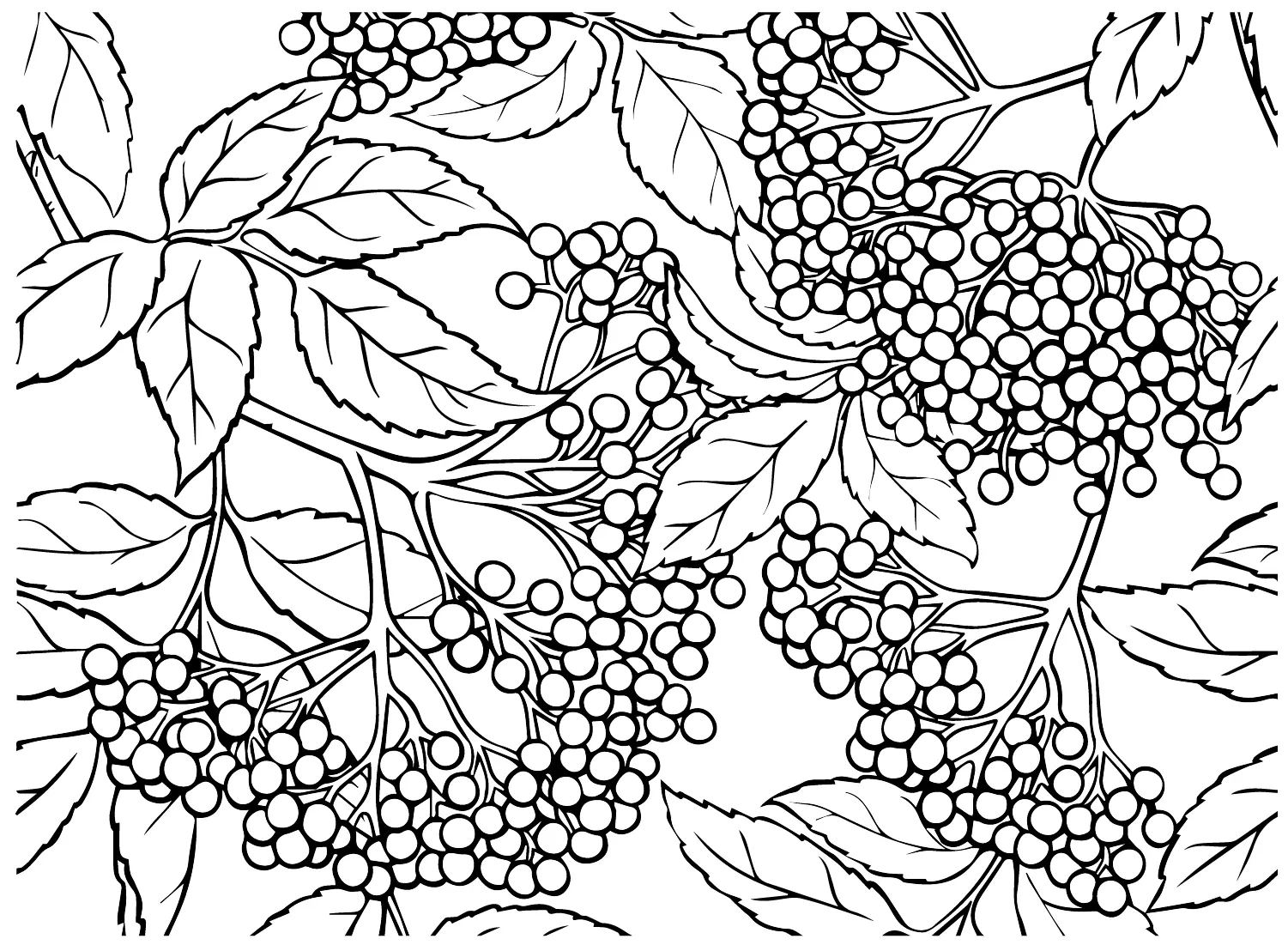 Sauco Para Colorear 10