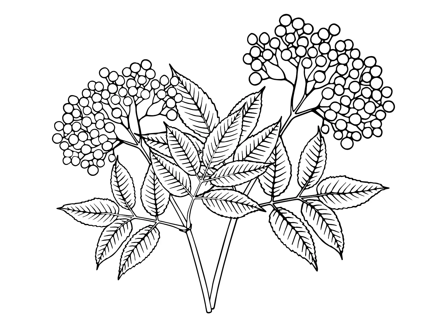 Sauco Para Colorear 13