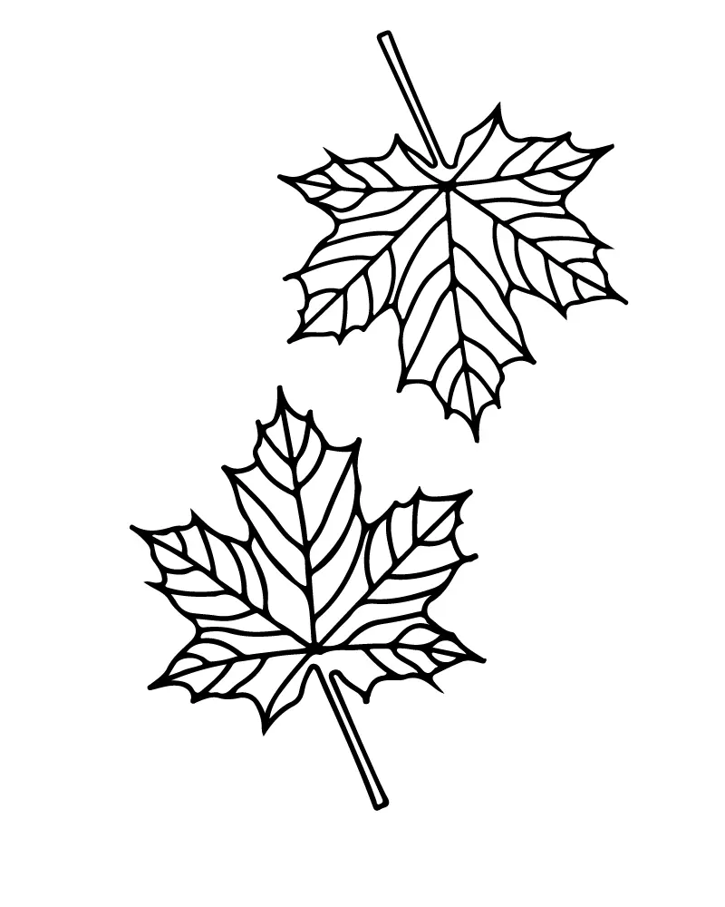 Folhas de Outono para Colorir 17