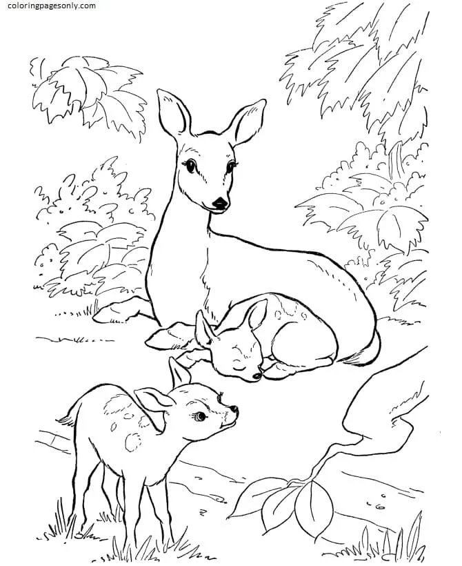 Farm Animal Coloring Pages 36