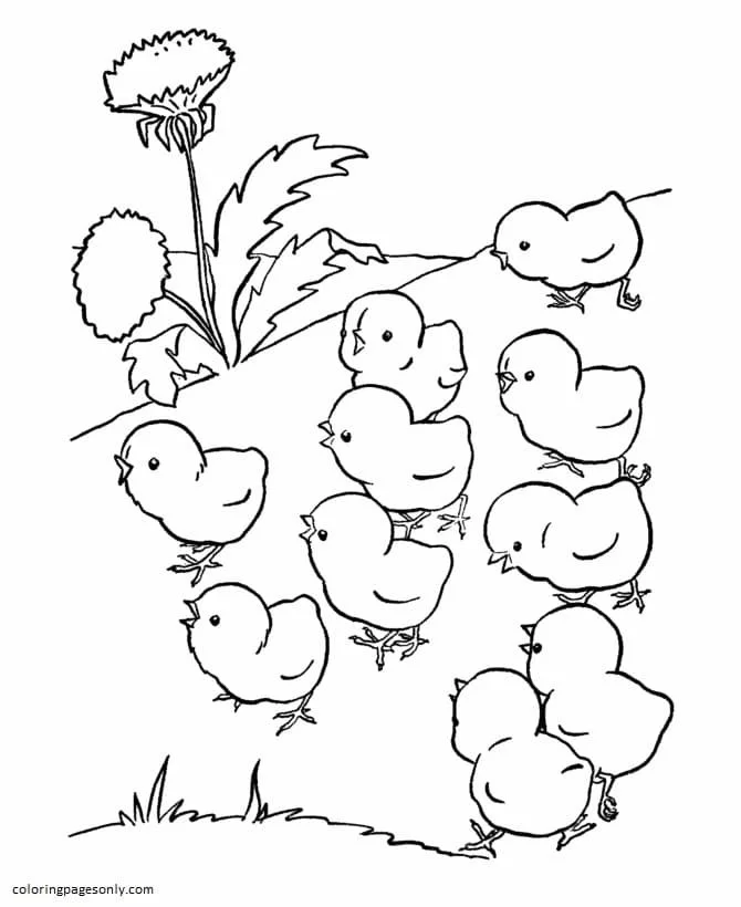 Farm Animal Coloring Pages 44