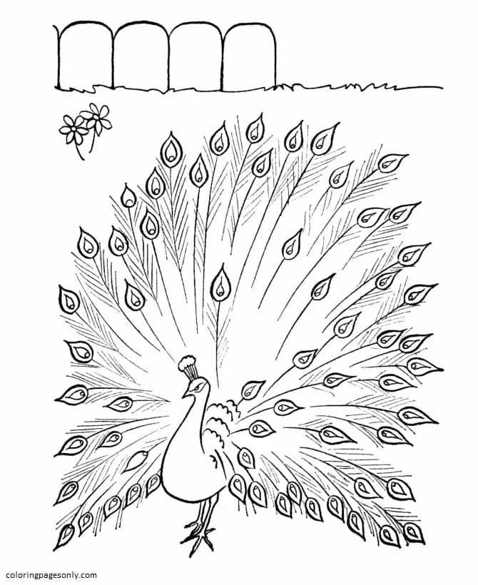 Farm Animal Coloring Pages 54
