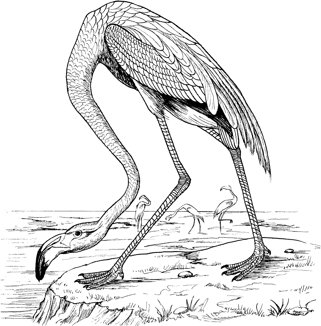Ausmalbilder Flamingo 19