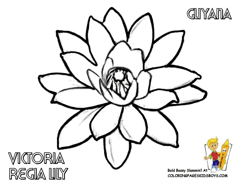 Flores para Colorir 31