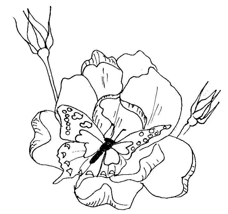 Flores para Colorir 36