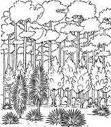 Wald Ausmalbilder 22