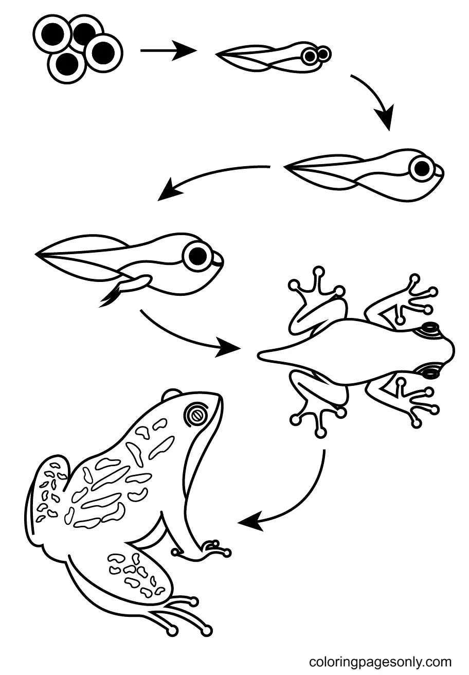 Frog Coloring Pages 54