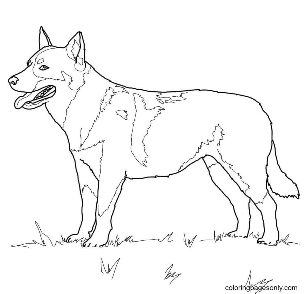 German Shepherd Coloring Pages 24