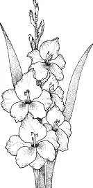 Gladioluses Coloring Pages 1