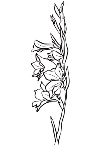 Gladioluses Coloring Pages 2