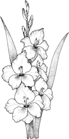 Gladioluses Coloring Pages 3