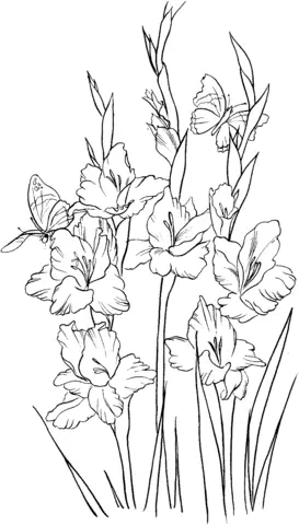 Gladioluses Coloring Pages 4