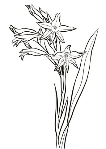 Gladiolos Para Colorear