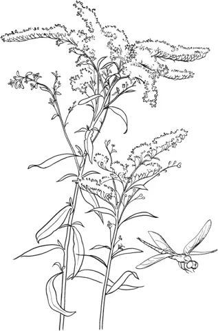 Goldenrod Coloring Pages 1