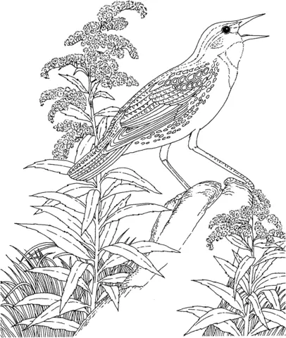 Goldenrod Coloring Pages 3