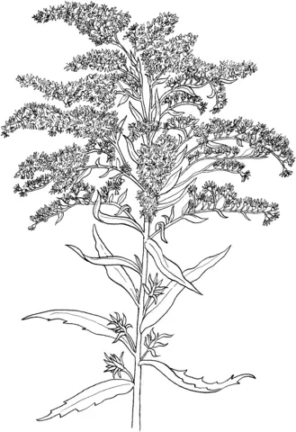 Goldenrod Coloring Pages 4