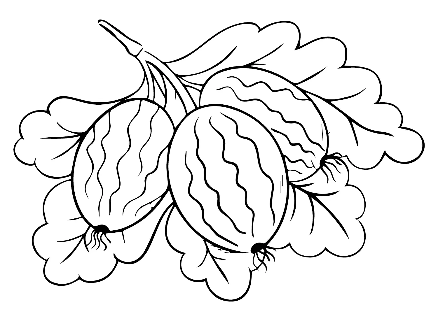 Gooseberry Coloring Pages 10