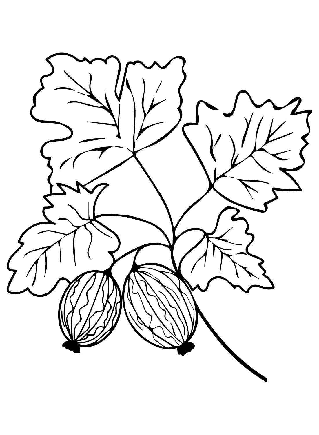 Gooseberry Coloring Pages 4