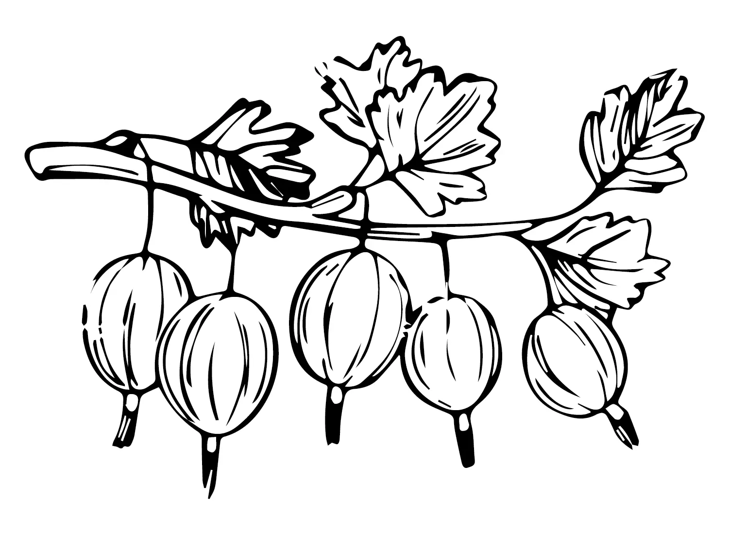 Gooseberry Coloring Pages 7