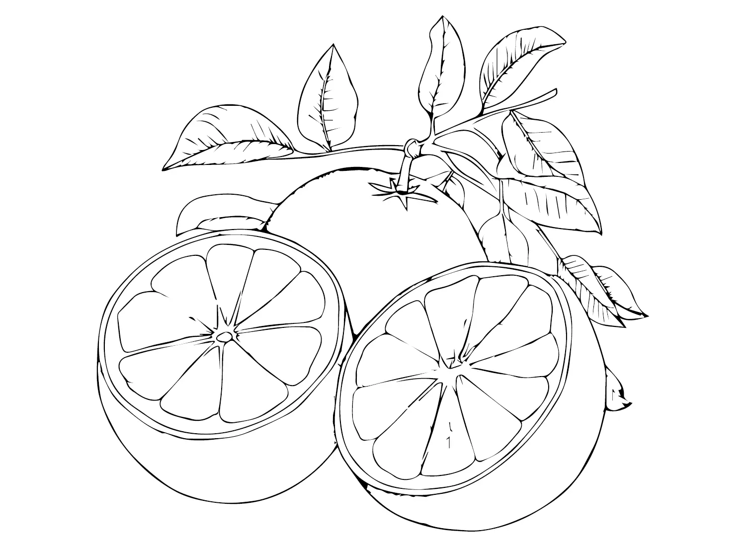 Grapefruit Ausmalbilder 19