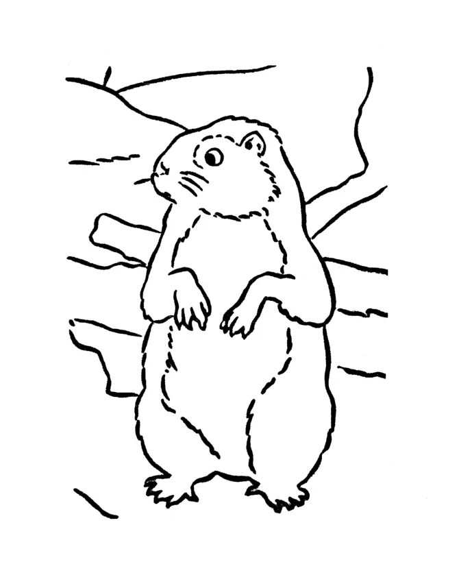 Marmota Para Colorear 5