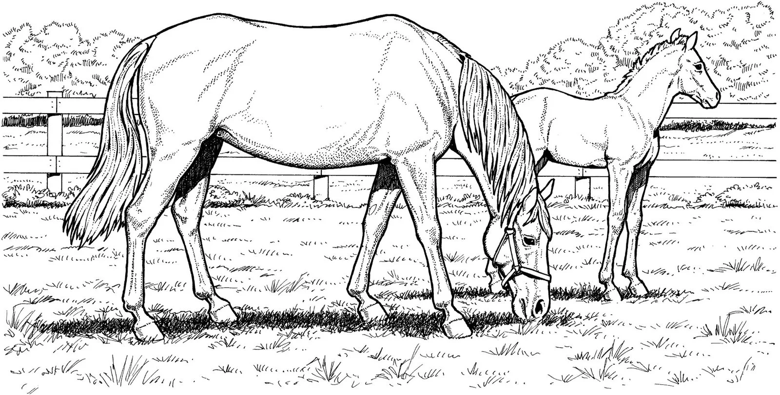 Hard Coloring Pages 23