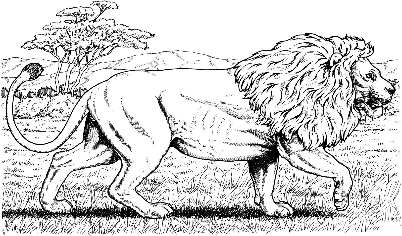 Hard Coloring Pages 61